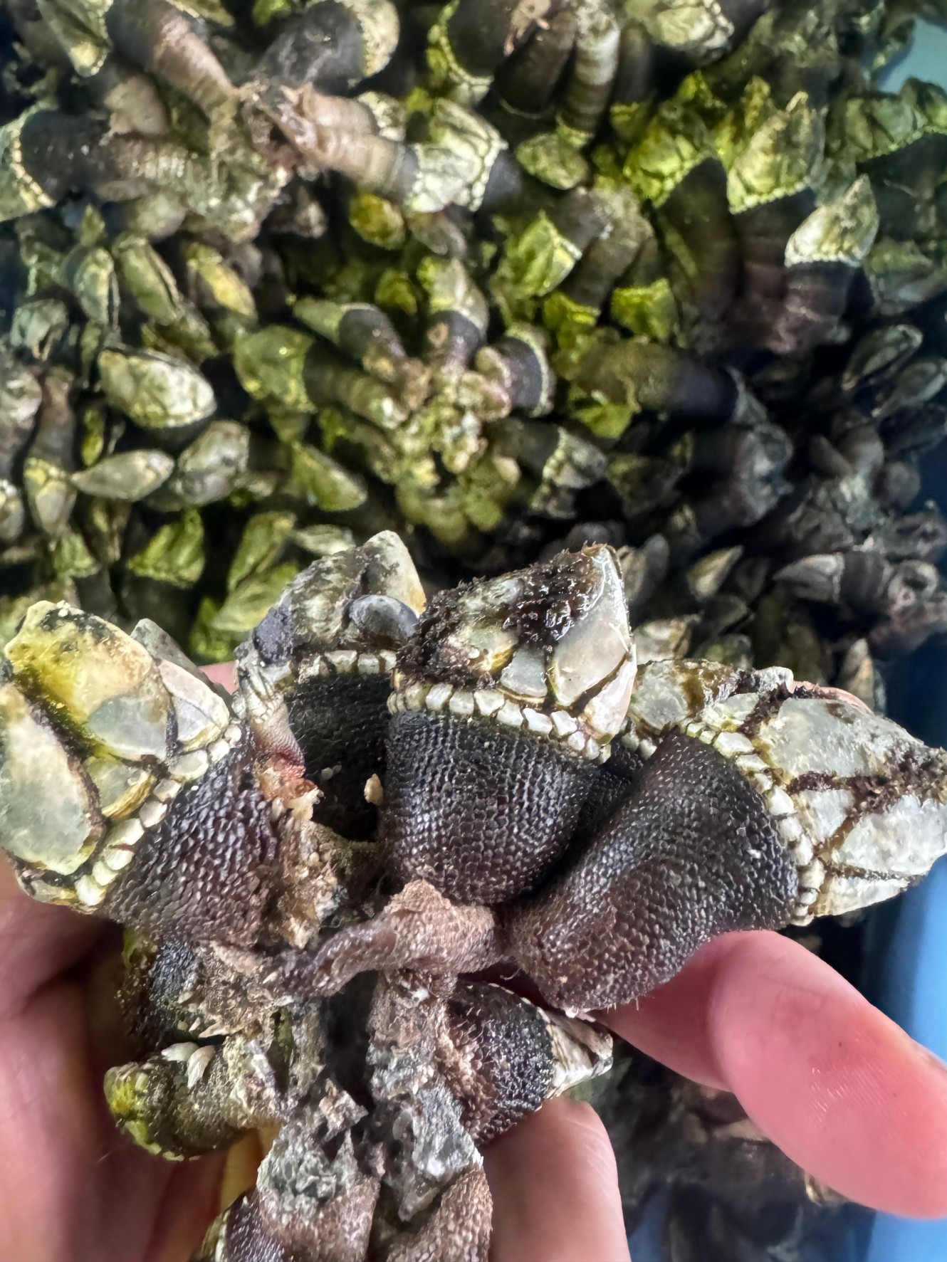 磯や堤防にある貝、カメノテ（タカノツメ）についての詳細説明。釣太郎