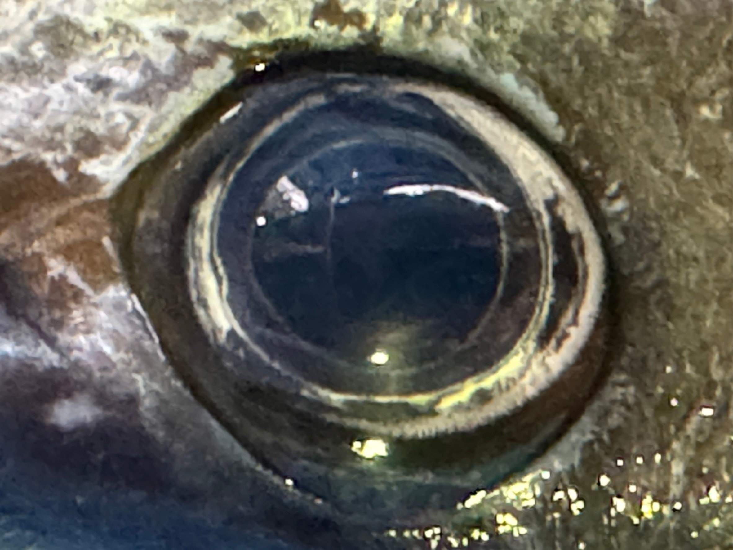 魚の鮮度は目を見ればわかり、高い時は欄として黒い瞳がエネルギーを発している。釣太郎