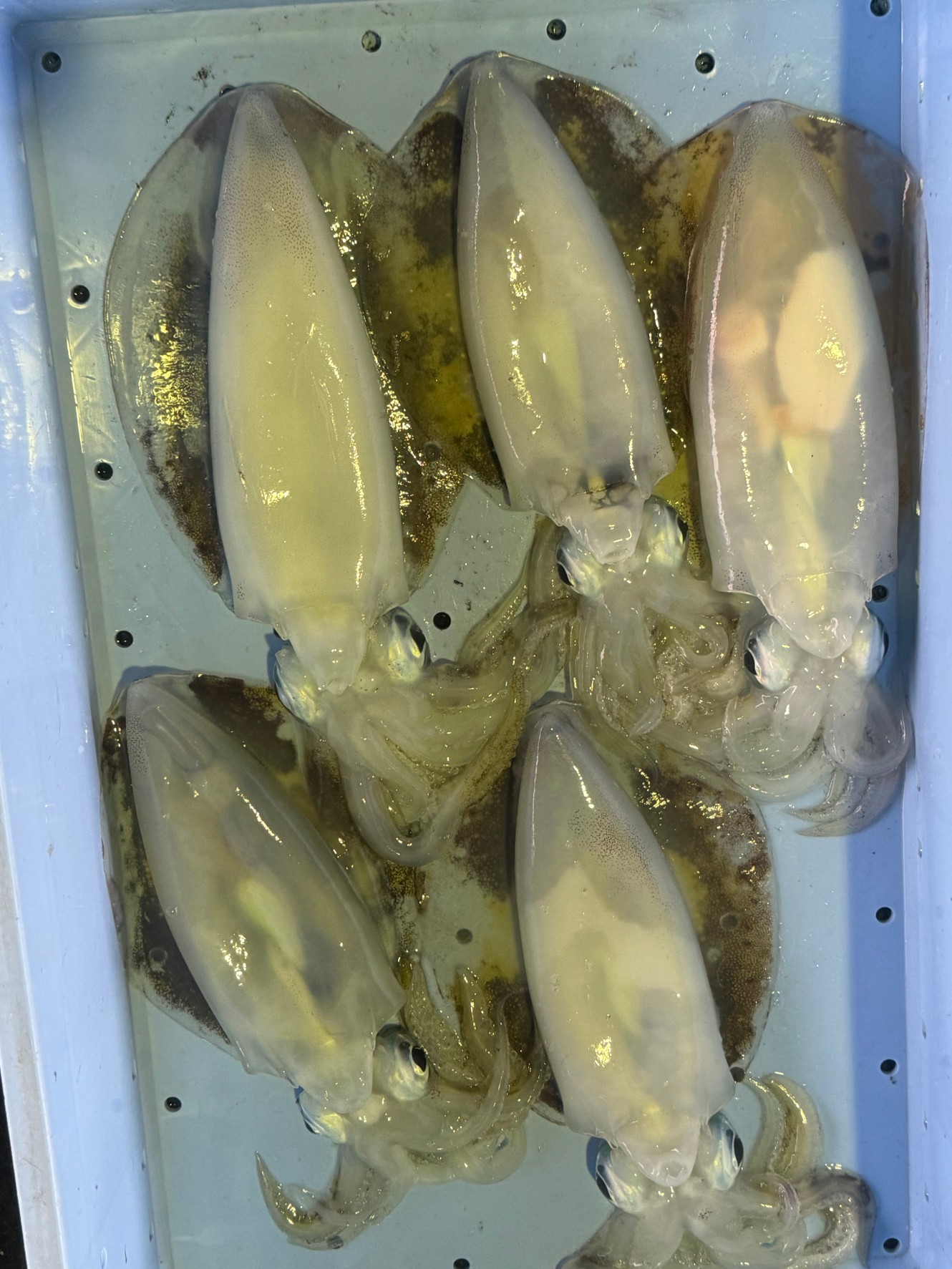 アオリイカ、今シーズンは多いので、連日水揚げされています。エギやヤエン釣りでも好調。釣太郎