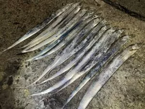 タチウオは海が荒れると、どこに移動する?釣り難くなるのか?湾愛に入り込むこともある?釣太郎