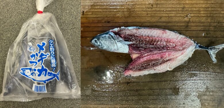 クエ釣りエサとし似て人気が高いメヂカ（メジカ）。血合いが多く臭いで引き付ける。釣太郎