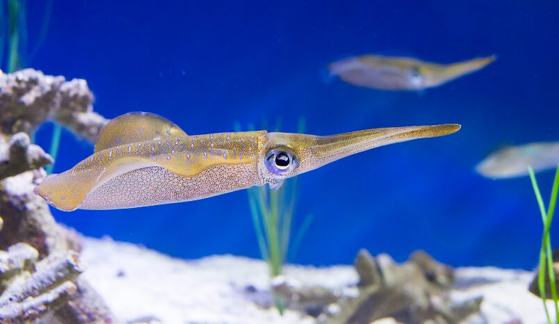 アオリイカは、エギフックやウキ釣り仕掛けの針には、どんな反応をする?釣太郎