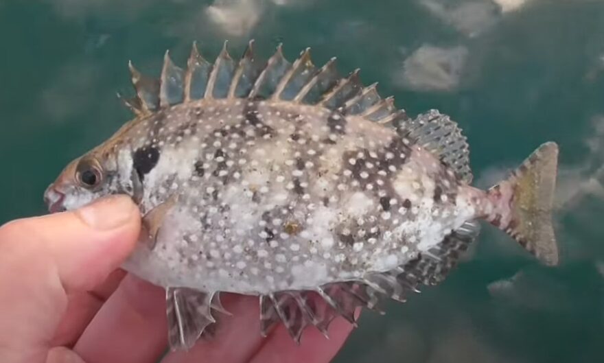 バリコ（アイゴ）が多くなってき、あちこちでよく釣れています。釣太郎