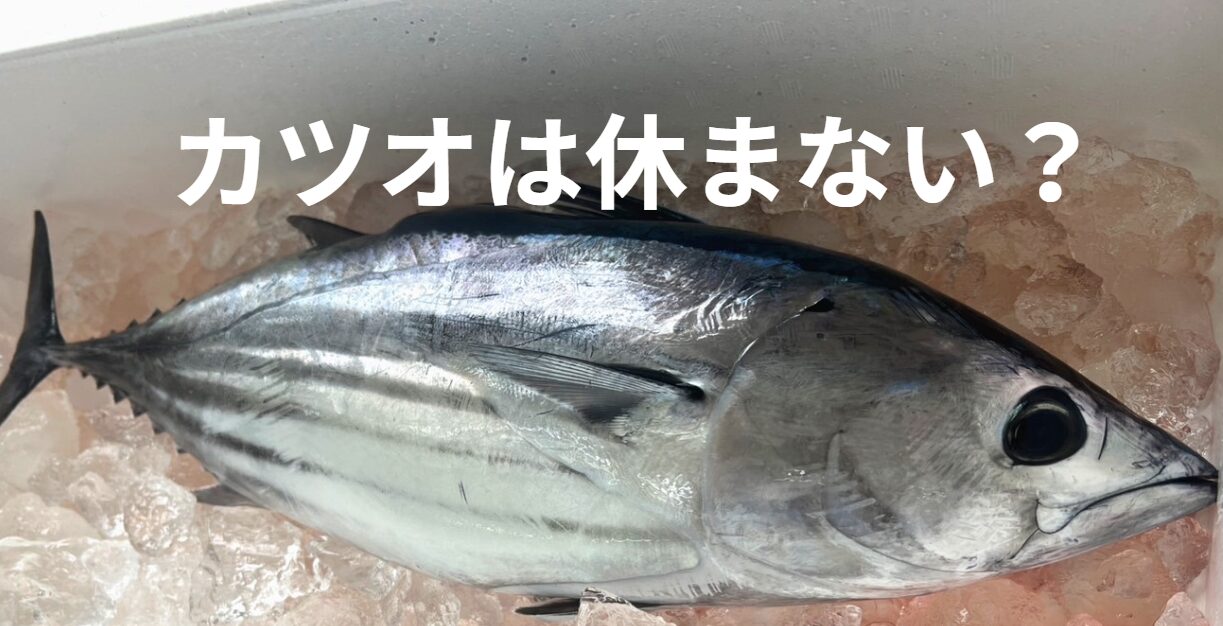 カツオは休まずに泳ぎ続けられる理由悦明。回遊魚は、なぜ眠らないのか？釣太郎