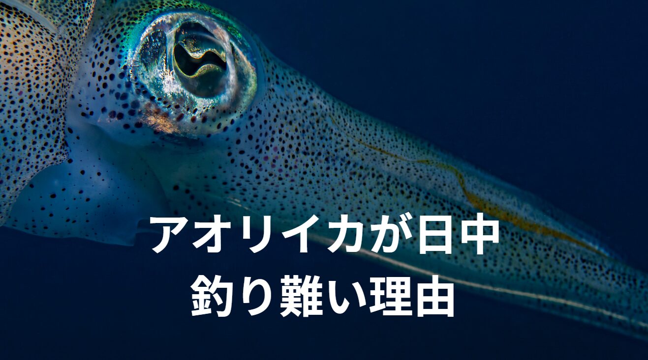 アオリイカは荷が昇って明るくなると、釣り難いのには理由があります。釣太郎
