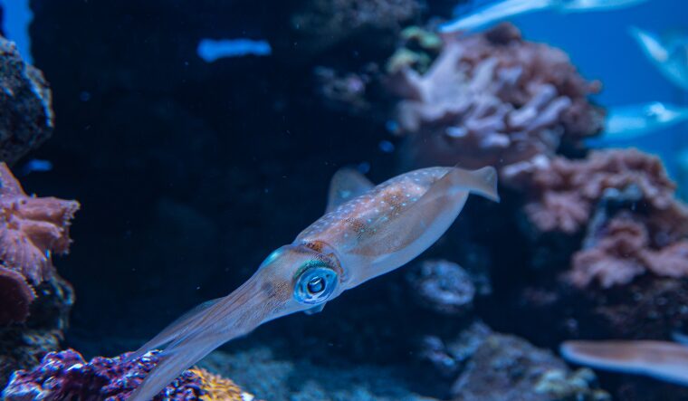 アオリイカはアジを1匹食べると、立て続けには食べないのか？何時間後に再び食べ始める？釣太郎