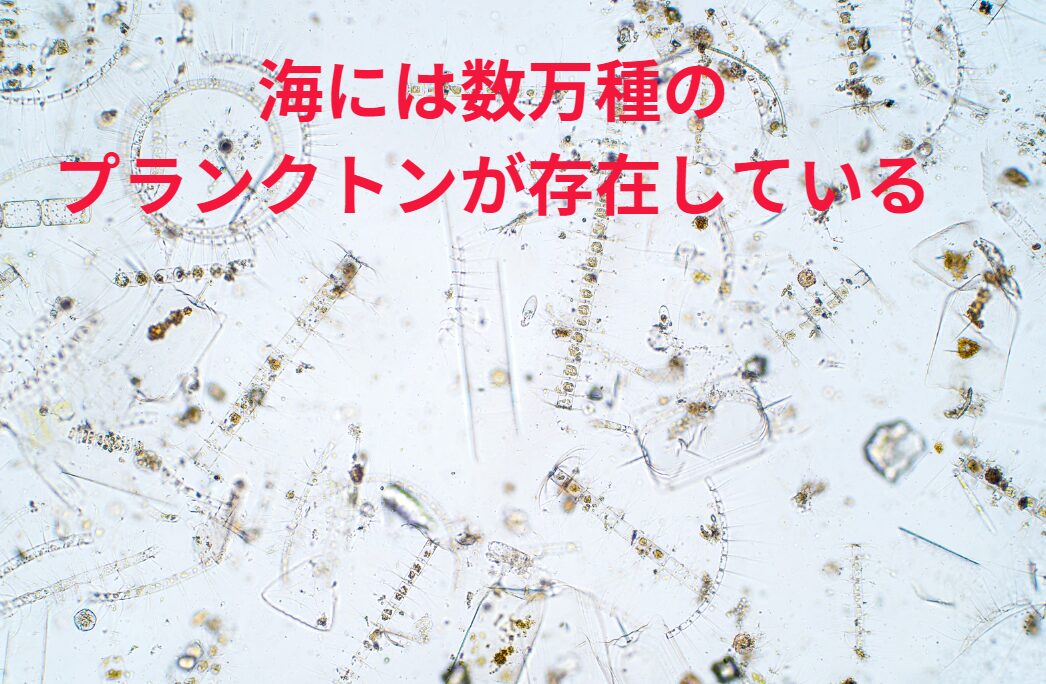 海には数万種類のプランクトンが存在している。釣太郎