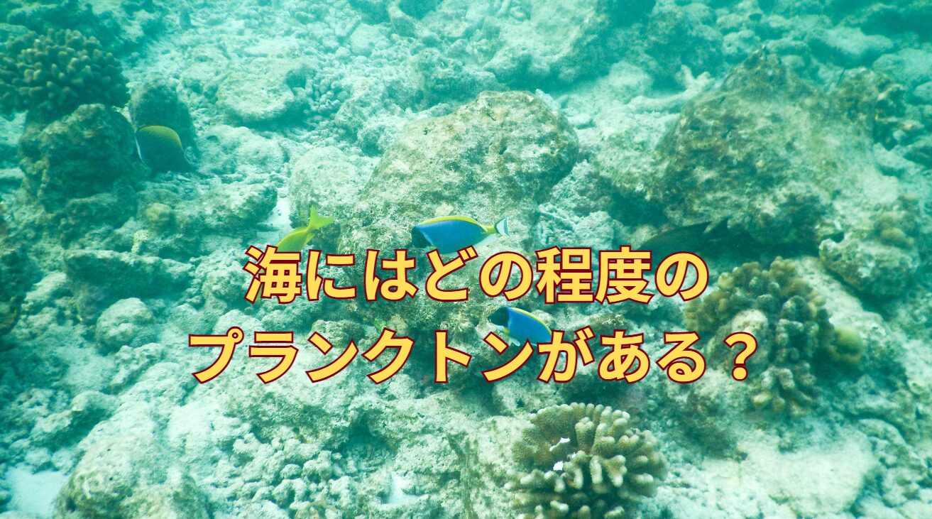 海にはどれくらいのプランクトンが存在しているのか？釣太郎