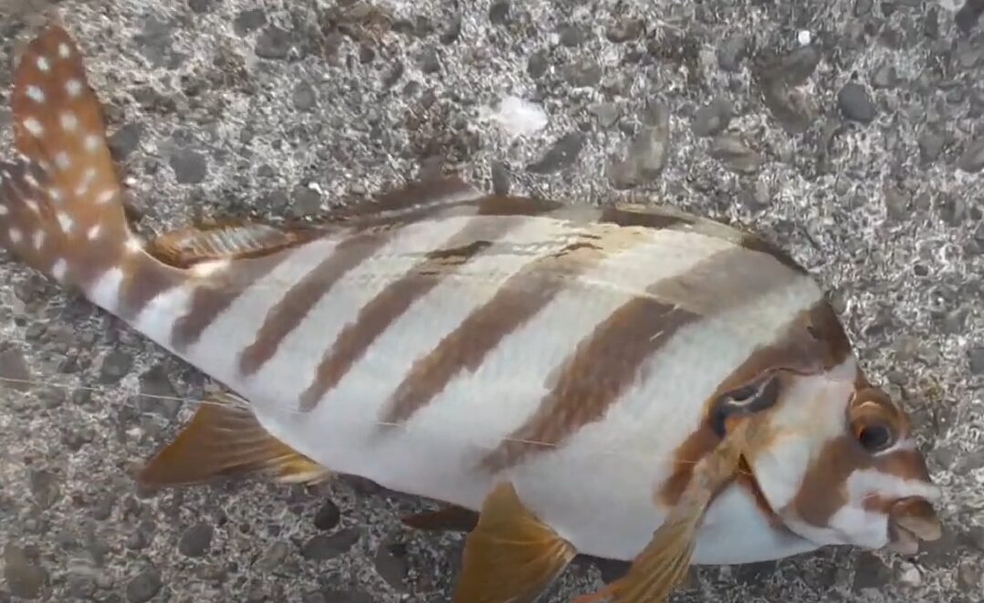 タカノハダイの生態と特徴紹介。臭いに理由は?釣太郎