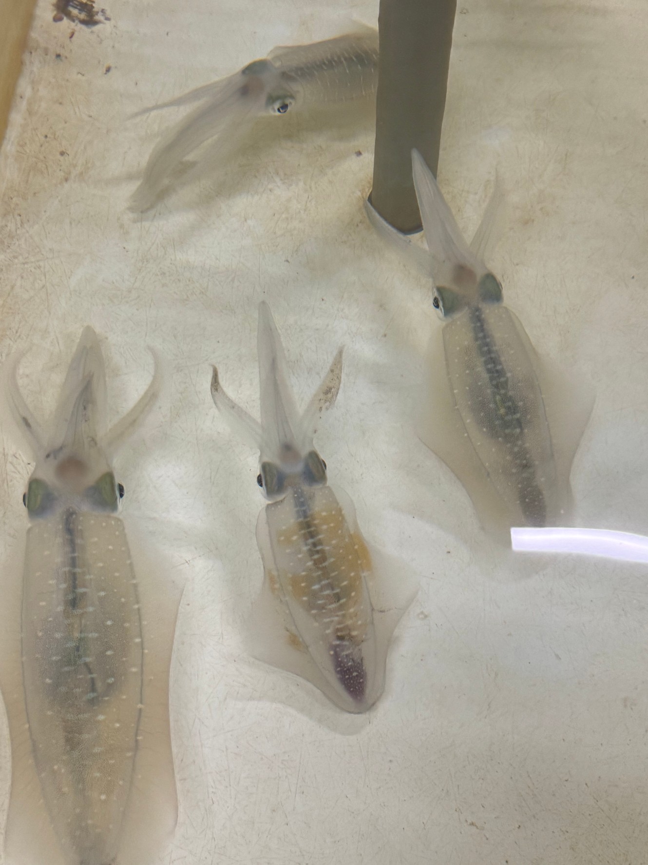 アオリイカ生きたまま1杯頂きました。ありがとうございます。元島で釣られたそうです。これで11杯釣太郎みなべ店で飼育しています。泳いでいるものは珍しいので、今のうちご覧ください。秋限定。