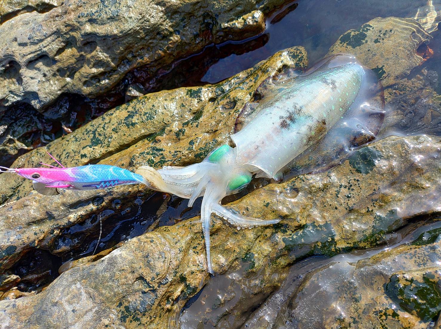 魚ではないとわかった瞬間い、アオリイカはエギを放すのか？エギング入門。釣太郎