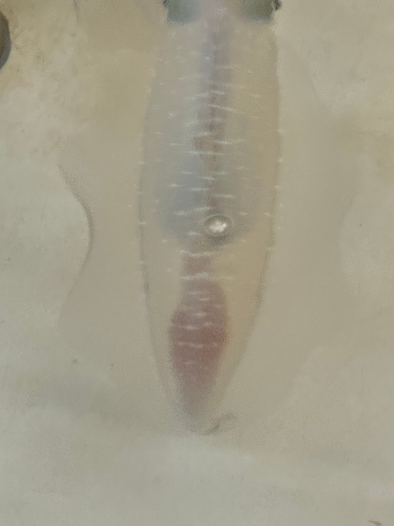 アオリイカのお尻部分にある柿色の部分は、肝臓、または肝臓袋と呼ばれる部分です。現在、釣太郎みなべ店で展示飼育しています。