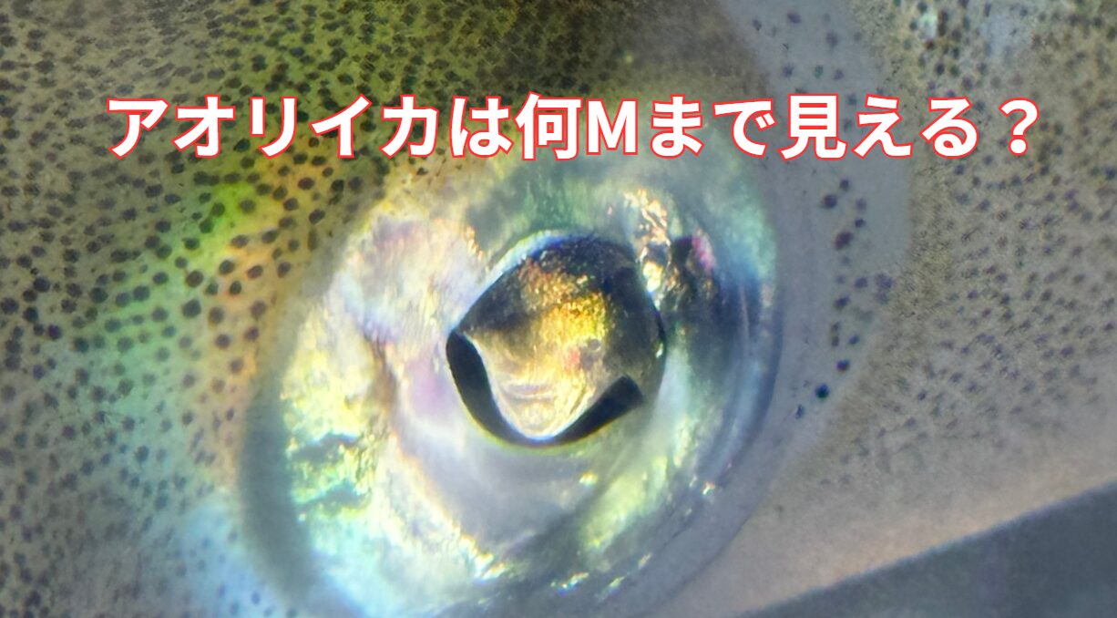 アオリイカは明るい時、暗い時、それぞれどれくらいまでの距離が見えている？現在釣太郎みなべ店で展示飼育しています。