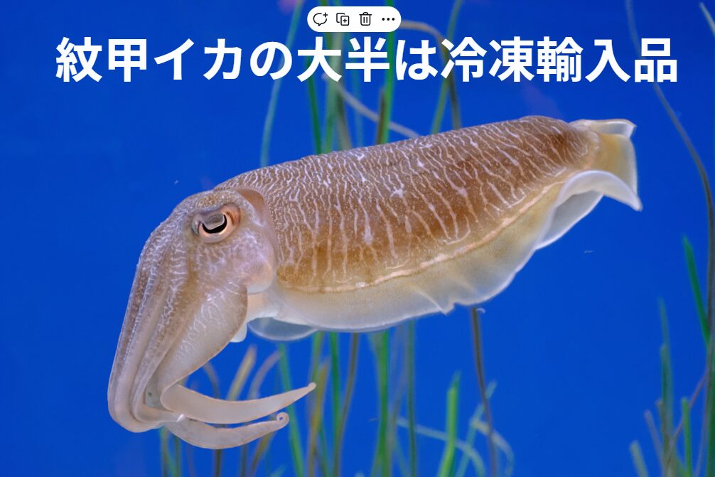 国内で消費される9割近くが冷凍輸入される紋甲イカ。地ダコほどではありませんが、国産紋甲イカは旨い。釣太郎