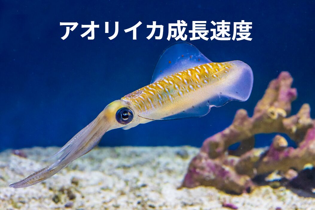 アオリイカの成長を、経過日にちと重量でご覧ください。大体の目途です。釣太郎