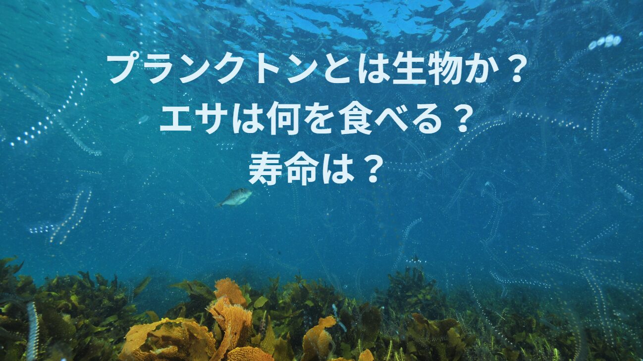 プランクトンは生き物？何か食べている？どれくらい生きている？釣太郎