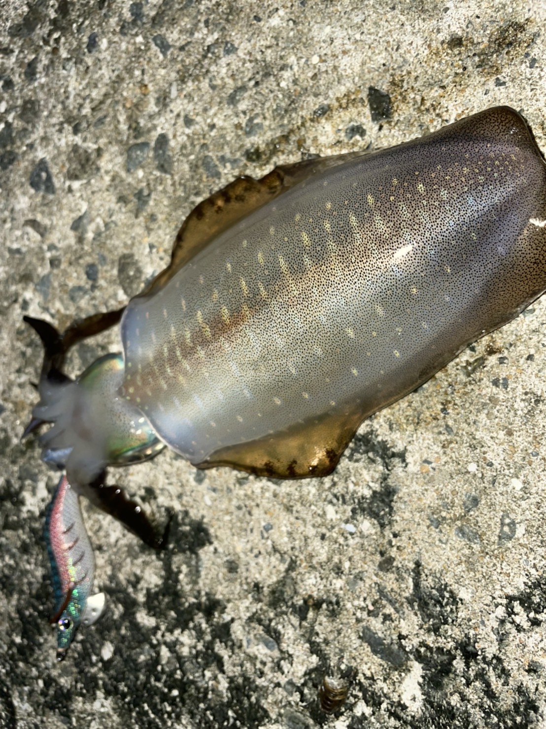 エギング初心者に、アオリイカを釣るポイント説明。釣太郎
