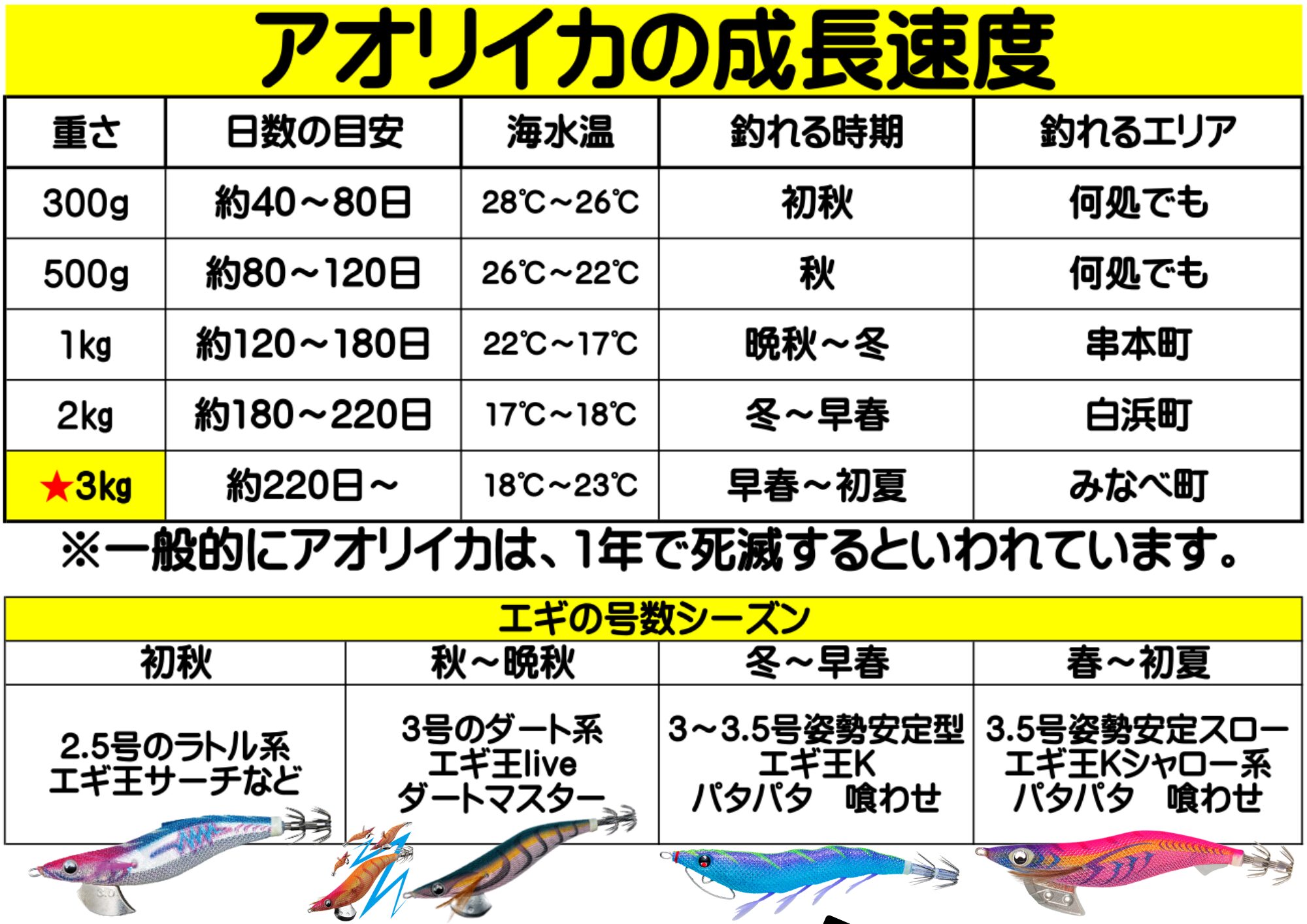 アオリイカの成長スピード　冬から春にかけて一気に大きくなります。