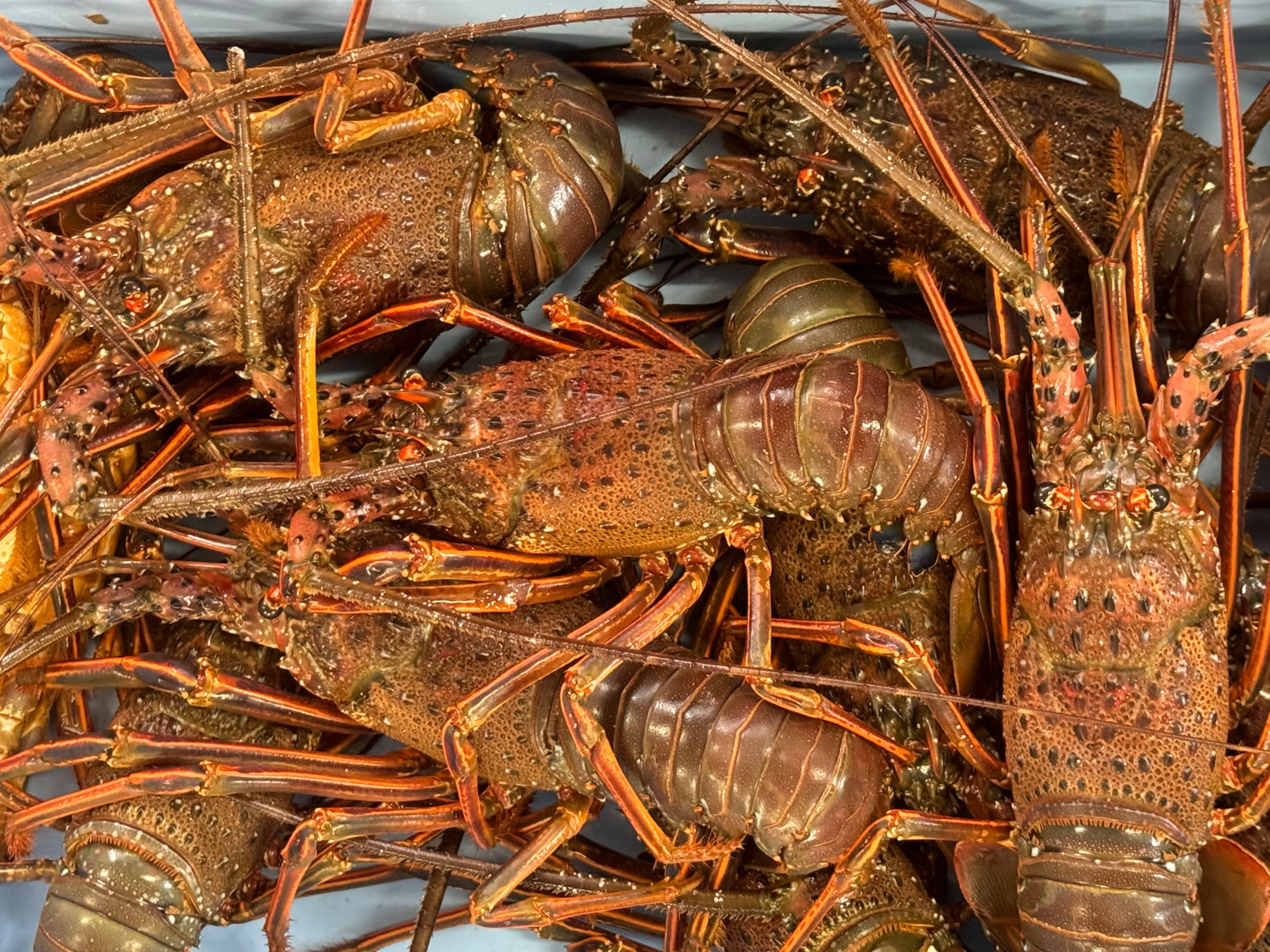 イメージとは異なり、伊勢海老は活発に動き移動することも多い。釣太郎
