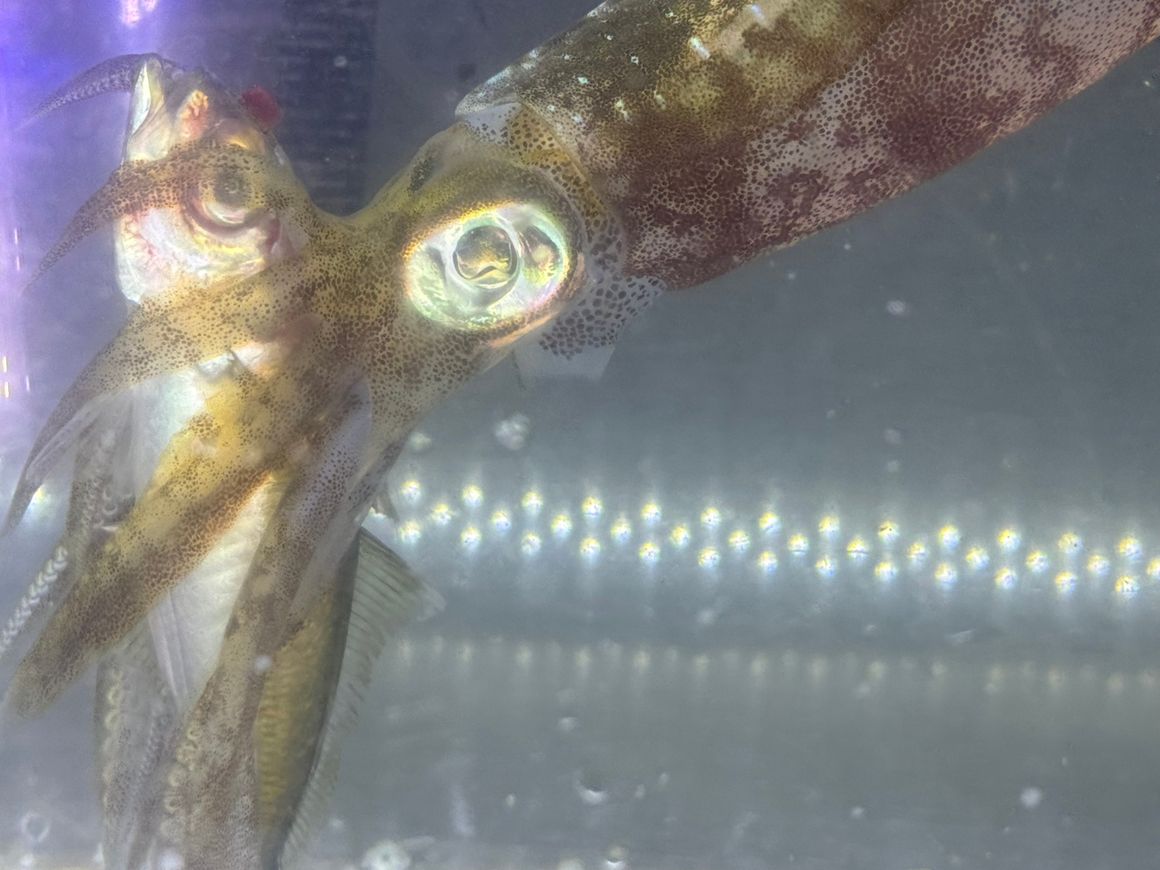 アオリイカは、魚のどの部分を好み、どこを嫌うのかご説明。釣太郎みなべ店で現在水槽で泳いでいます。