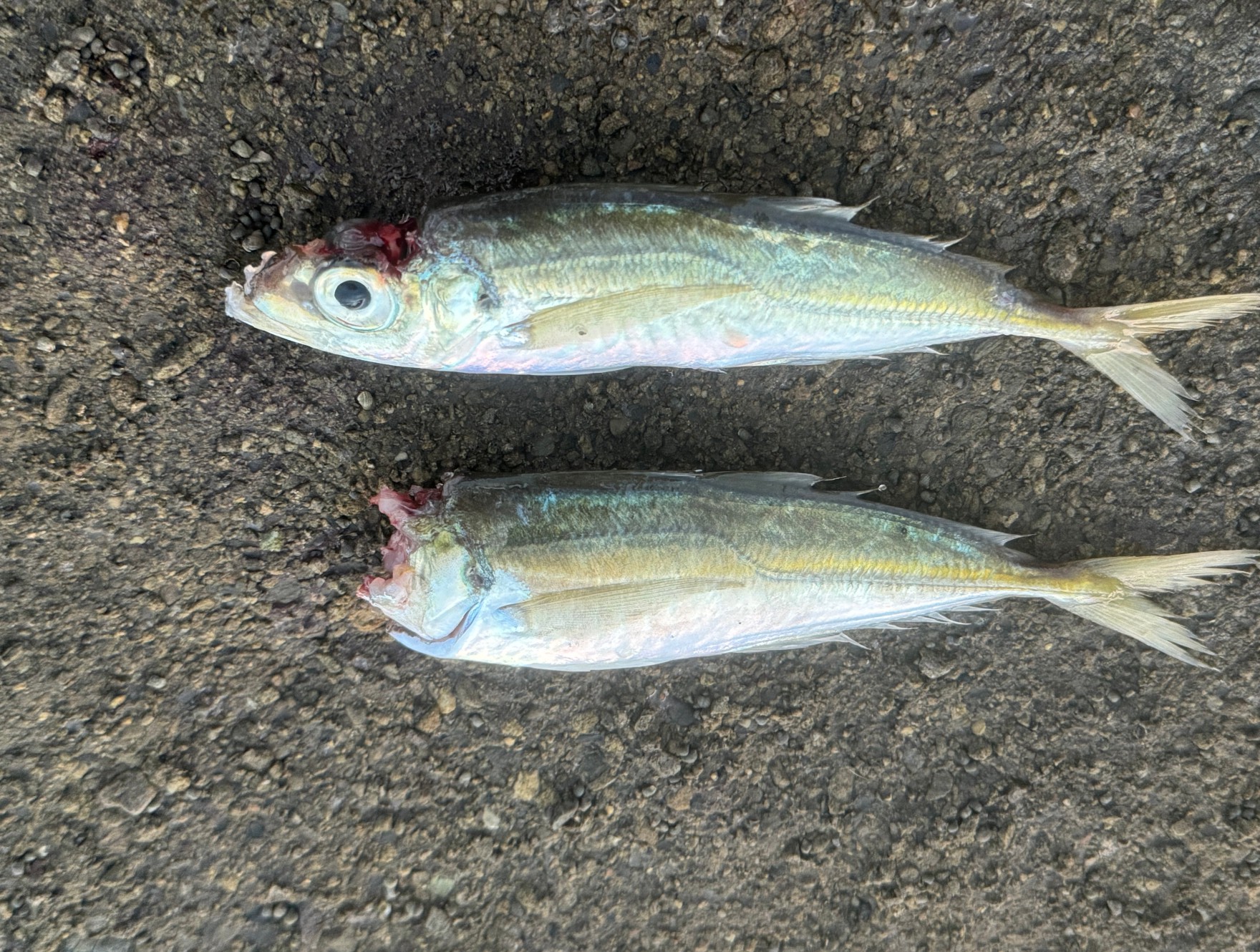 ヤエン釣りのコツは1,アジの頭を落とすまで待つ(約5分)、アオリイカを見えるまで引き寄せる、海面まで浮かせる、の3つ。釣太郎