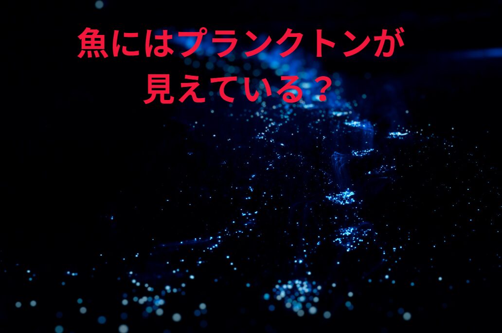 魚にはプランクトンが見えているのか？釣太郎