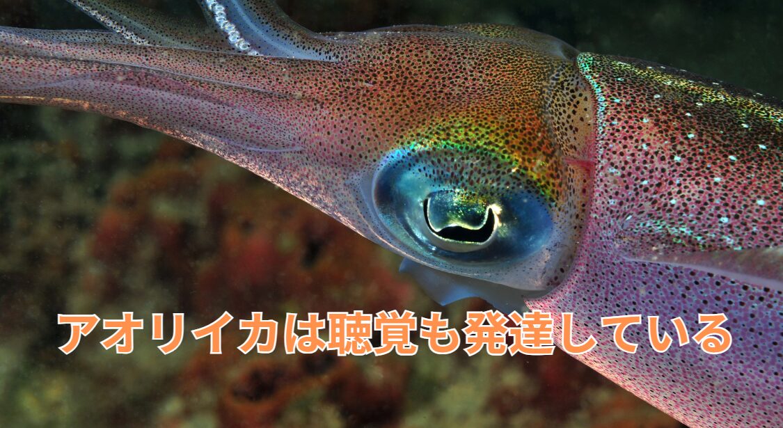 アオリイカは聴覚も発達しているので、アギや活アジが落下すると驚くこともある。釣太郎