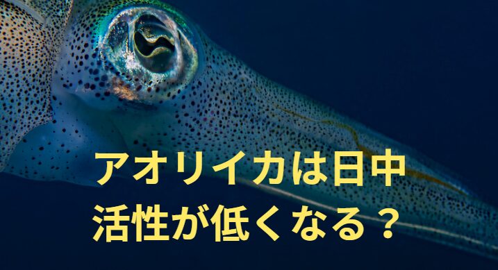 アオリイカは陽が昇ると深場に移動するが、活性は低くなるのか？釣太郎