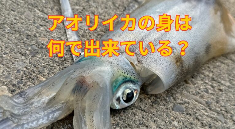 アオリイカの身は、どんな成分出来ている？釣太郎