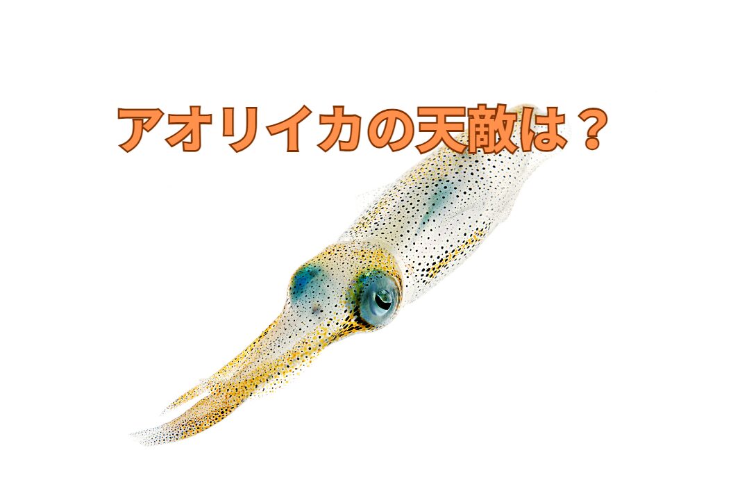 アオリイカの天敵紹介。釣太郎