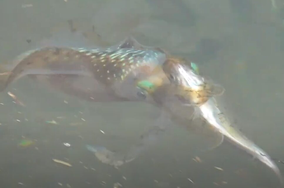 アオリイカのヤエン釣り時は、アジを引っ張ったり振動させている時に最ものりがいい。この理由説明。釣太郎