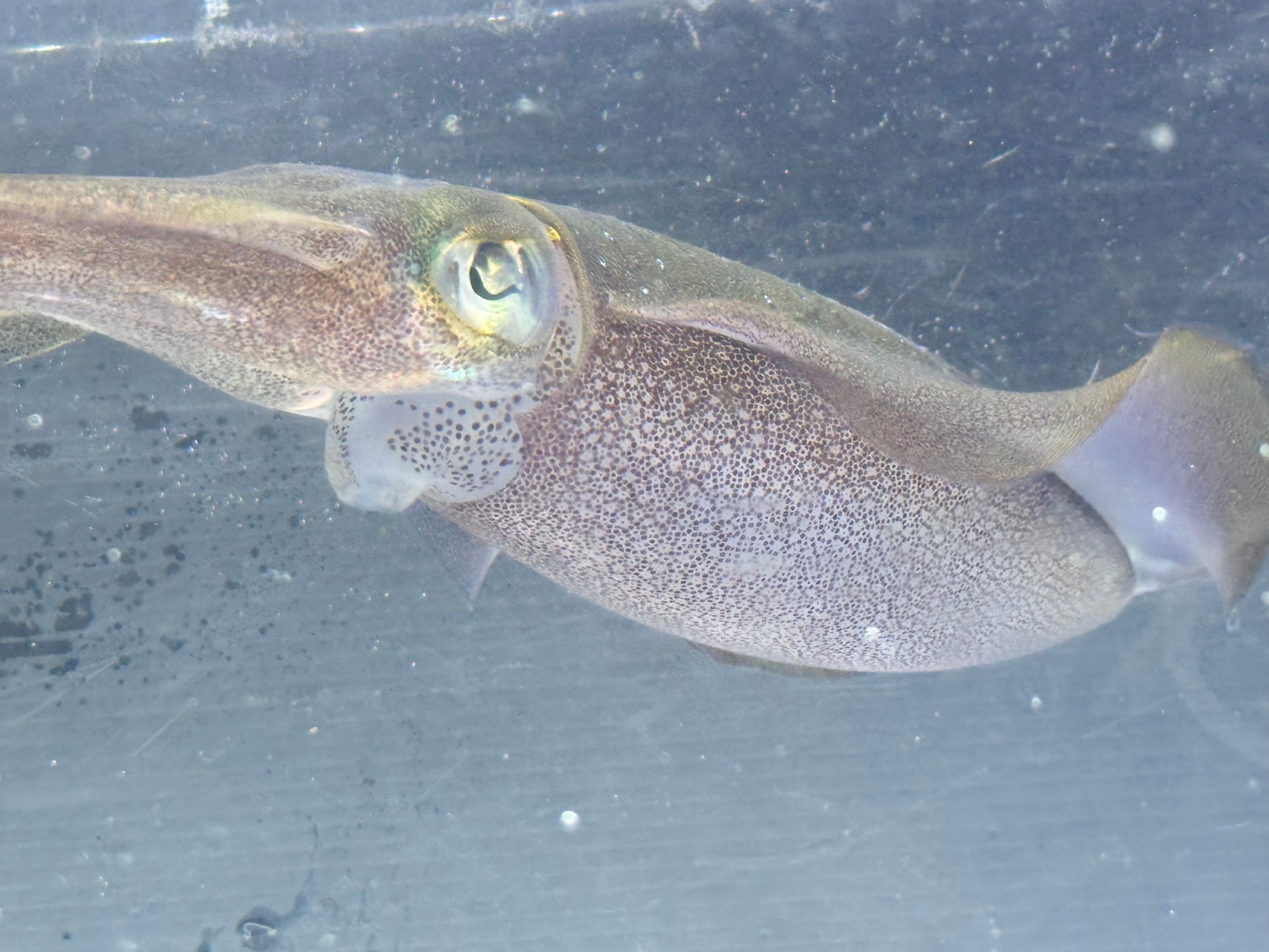 アオリイカには定住性（居着き）と、外海からやってくるもの2タイプがあると言われている。釣太郎みなべ店で現在飼育しています。