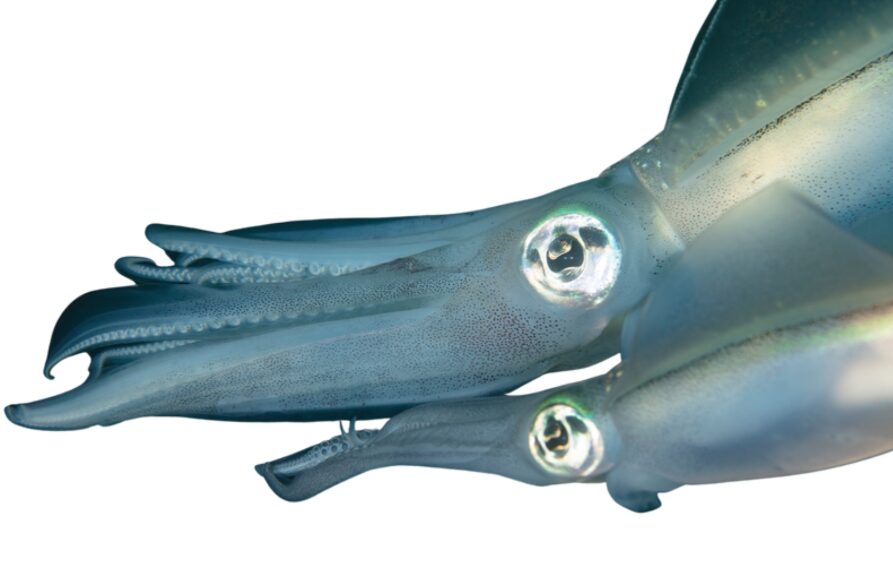 360度視点だと、アオリイカが最も目に入りやすい位置はどこか？釣太郎