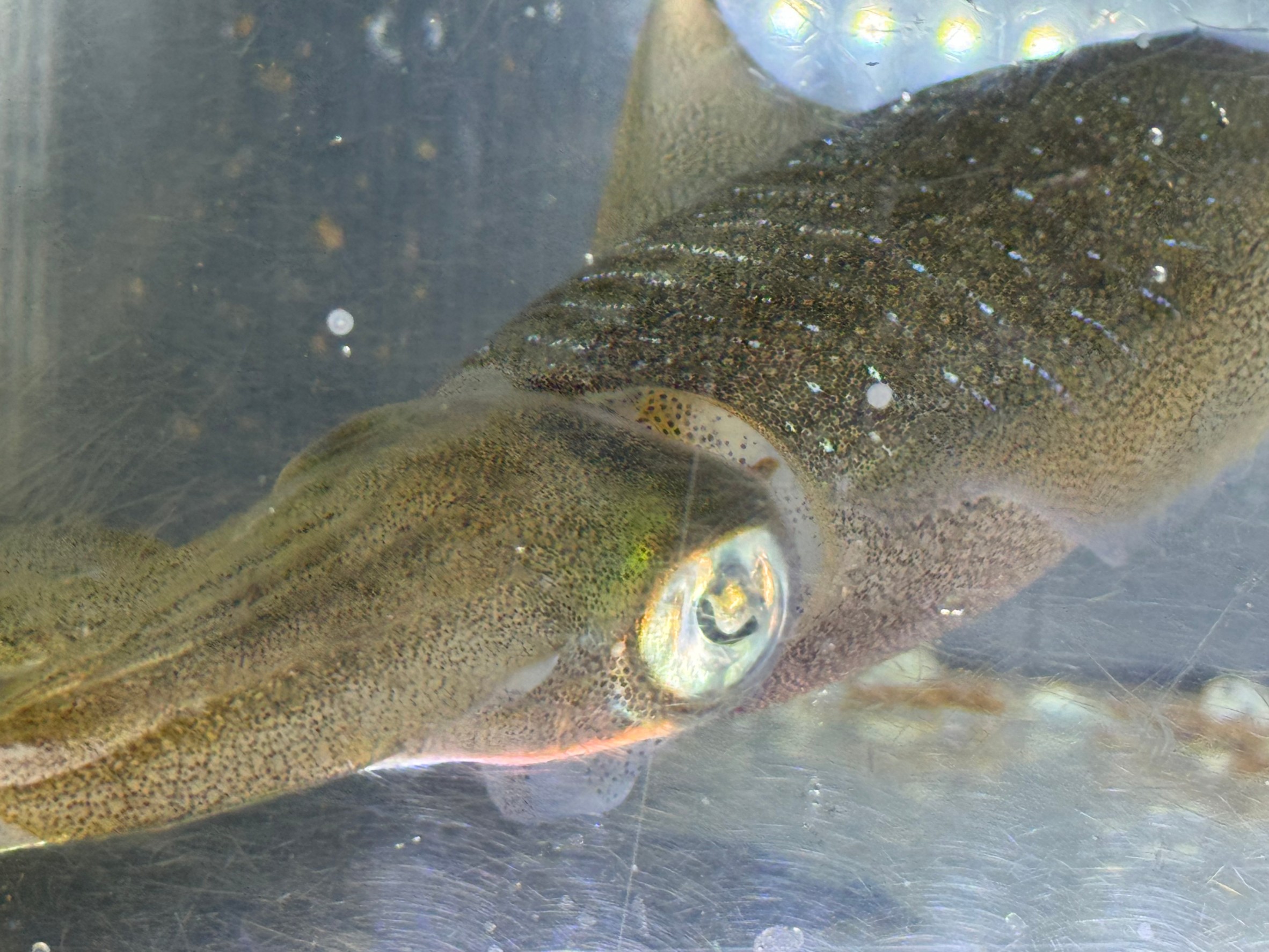 アオリイカをライトアップして飼育しています。釣ることはあっても泳いでいるシーンを見ることは滅多にないので、ゆっくりとご覧ください。秋限定です。釣太郎みなべ店水槽で展示しています。