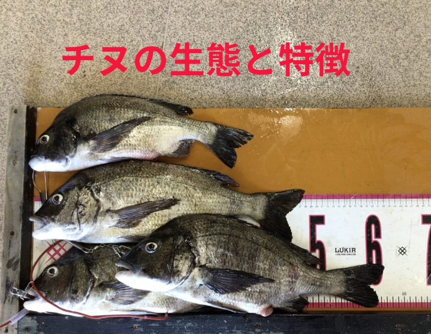 黒鯛（チヌ）の生態、寿命、特徴のご説明。釣太郎