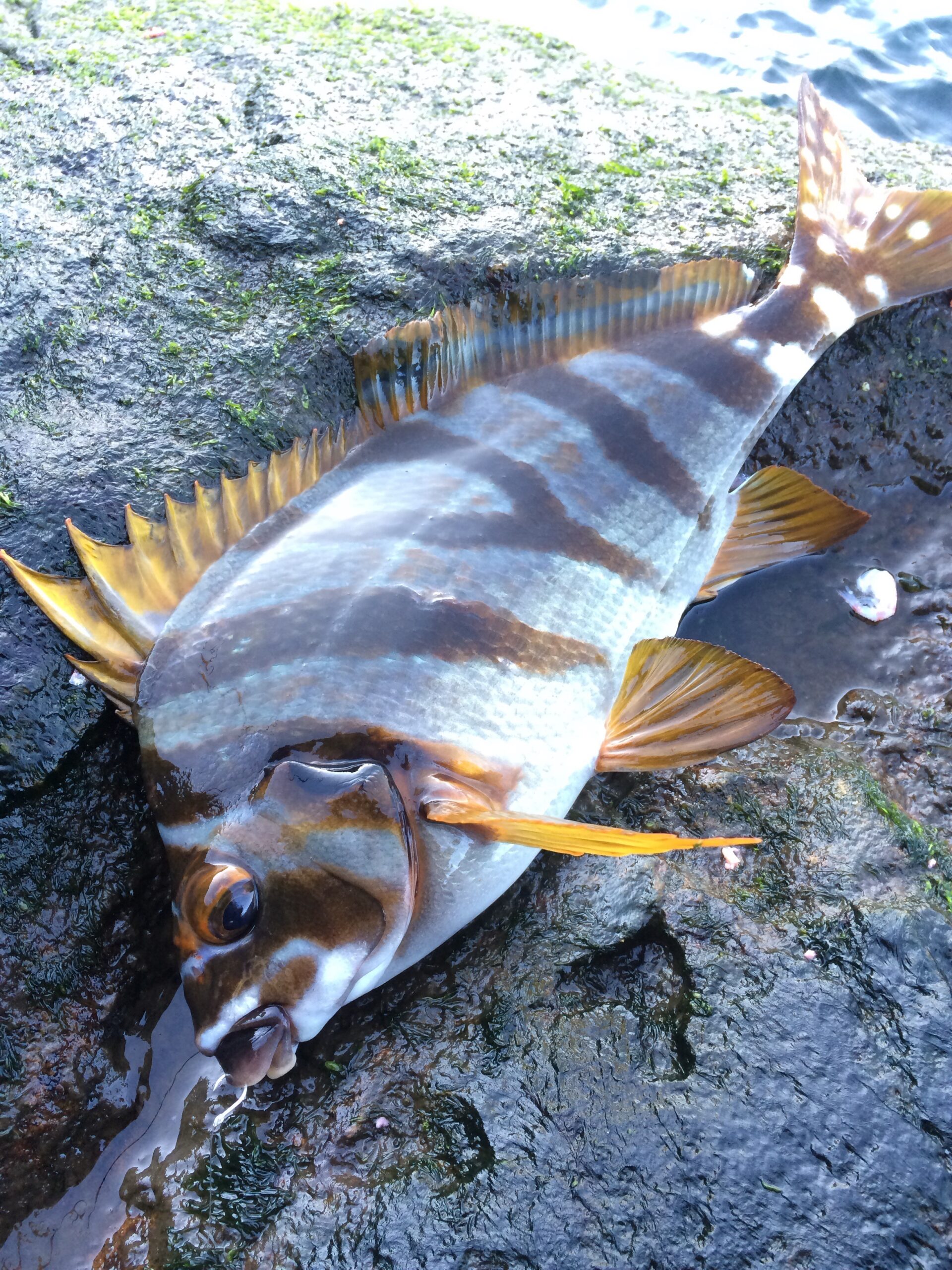 タカノハダイが釣れると、潮が悪い証拠。フカセ釣り入門。釣太郎