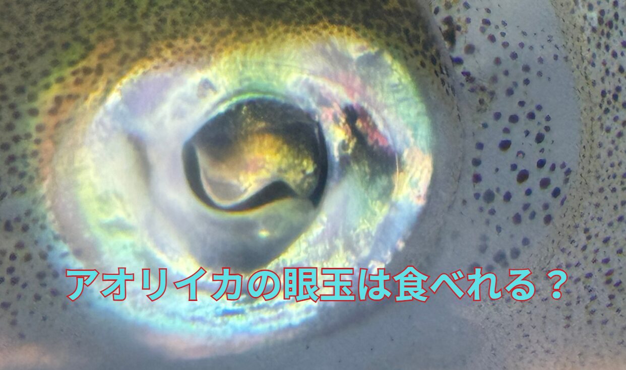 アオリイカの目玉は食べれる？釣太郎