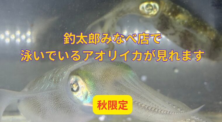 食べる事釣ることはあっても、泳いでいる姿を見ることが少ないアオリイカ。釣太郎みなべ店で展示飼育中。秋限定。