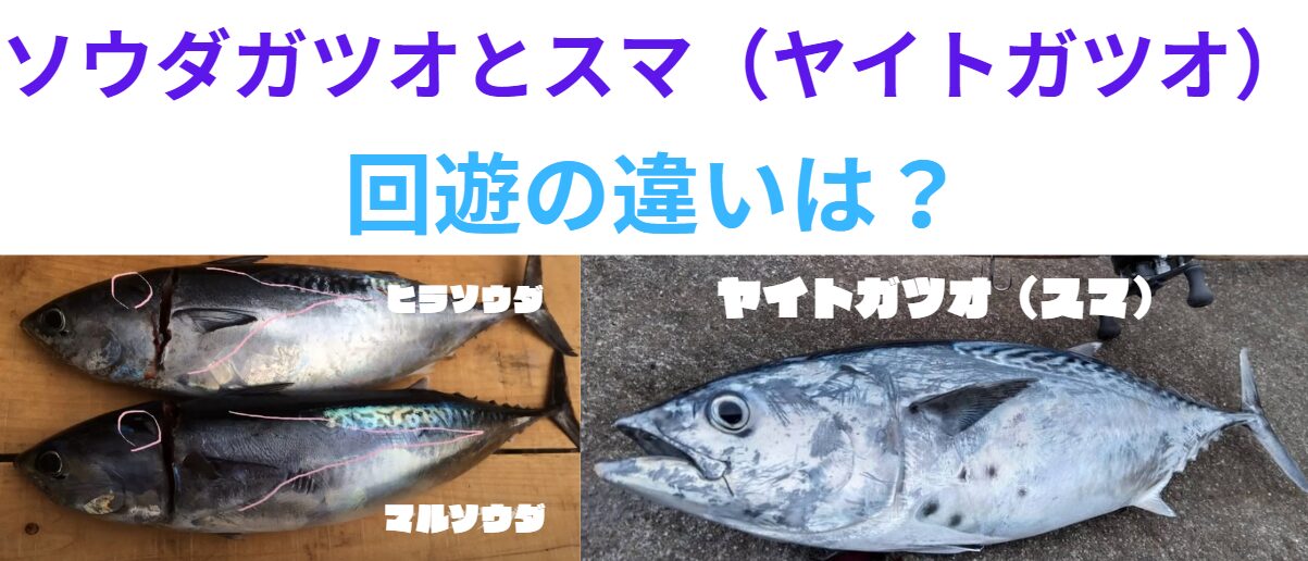 スマ(ヤイトガツオ)とソウダガツオは、よく似た魚。ともに回遊魚だが、その違いは?釣太郎