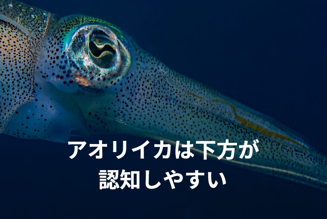 アオリイカは上より、下方の方が獲物を認知する特徴がある。釣太郎