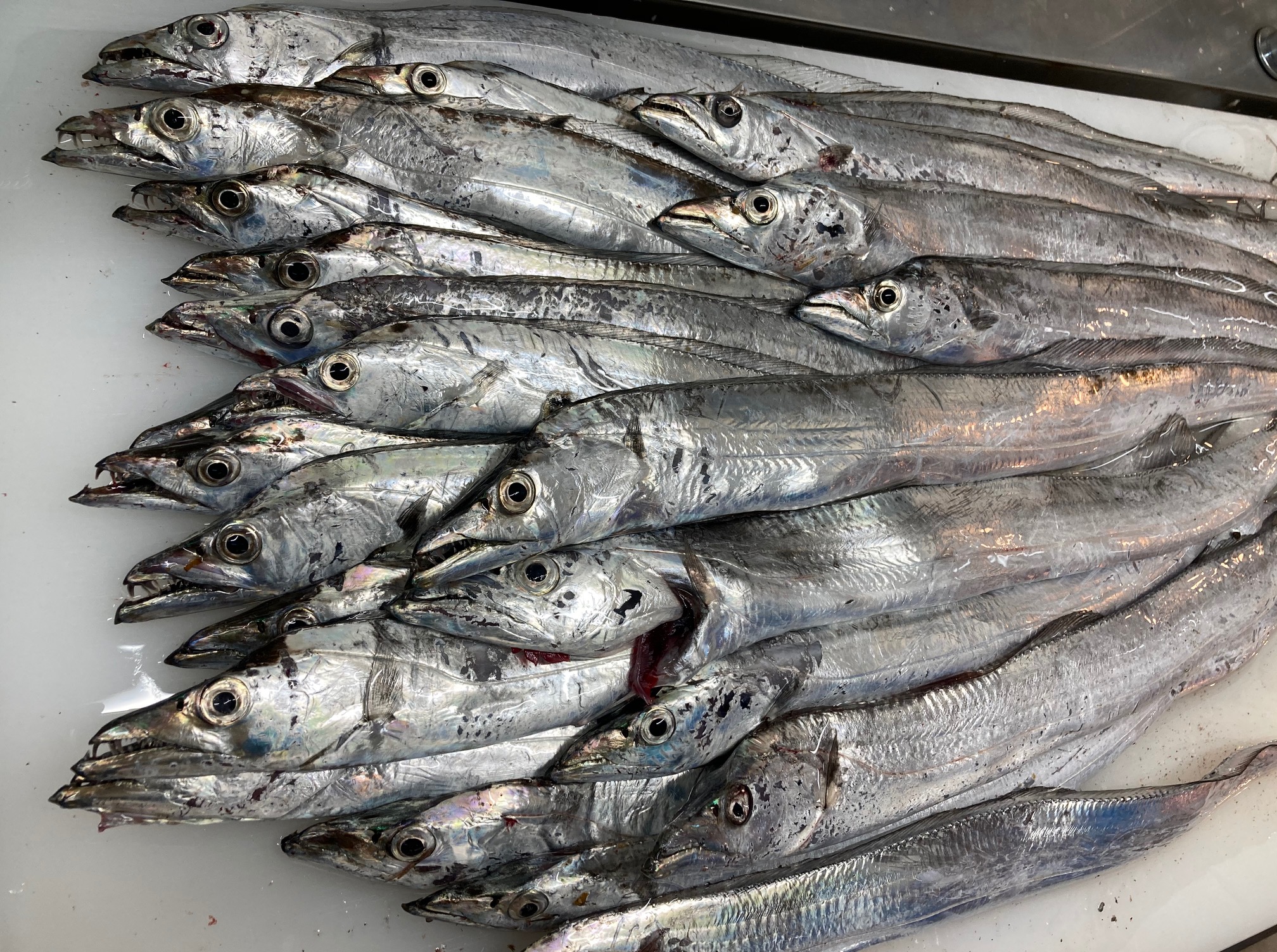 秋から初冬にかけ、堤防から釣れるタチウオ。釣太郎