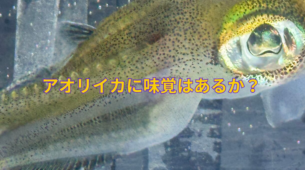 アオリイカに味覚はあるか?秋限定で展示飼育しています。見に来てください。釣太郎みなべ店。