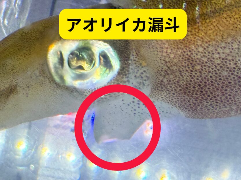 アオリイカは漏斗から墨を吐き、この部位を使い逆噴射します。現在釣太郎みなべ店で展示しているので、実物をご覧ください。