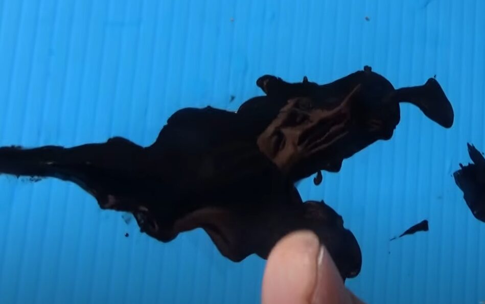 アオリイカやタコ、墨を吐く生物の共通の特徴は何か？釣太郎