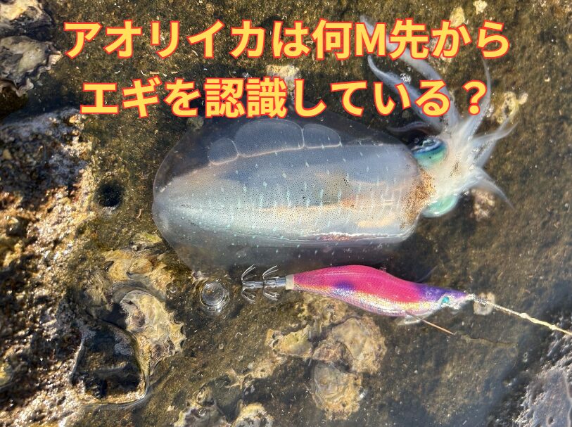 アオリイカは何メートル先のエギを見つけるのか?エギング入門。釣太郎