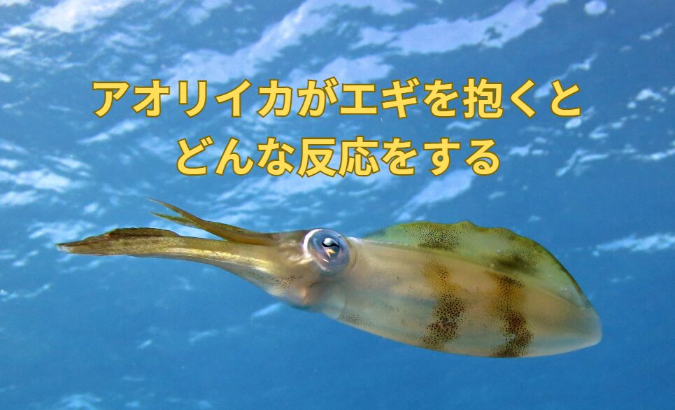 アオリイカがエギを抱いた瞬間、魚ではないと気づいたら、どんな反応をするのか？エギング入門。釣太郎
