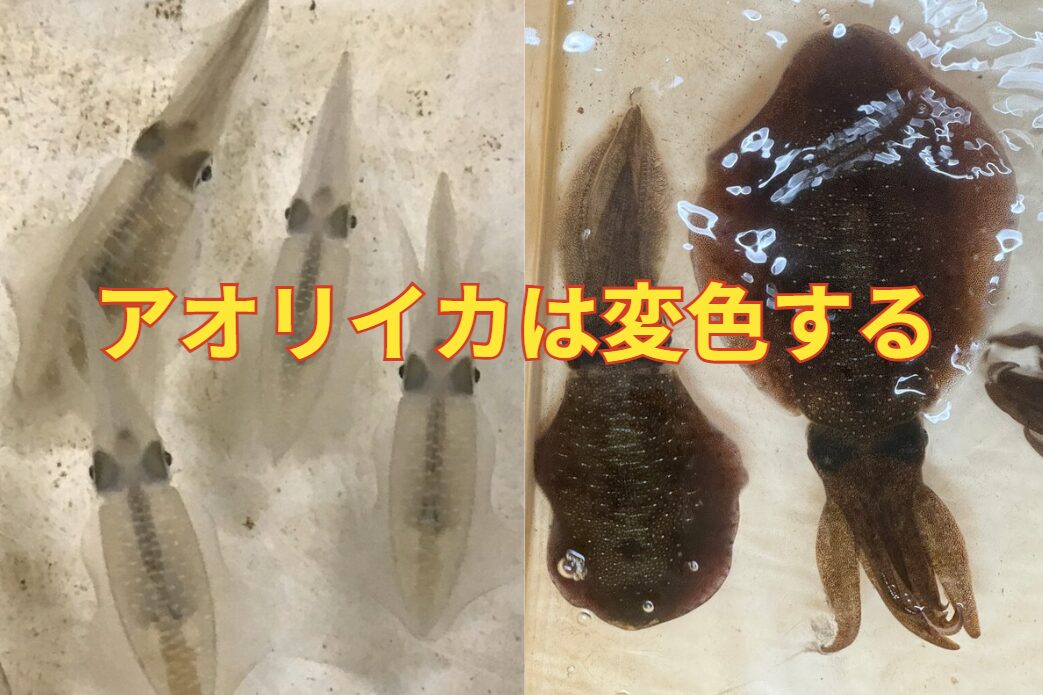 アオリイカは変色する理由と、その構造のご説明。釣太郎