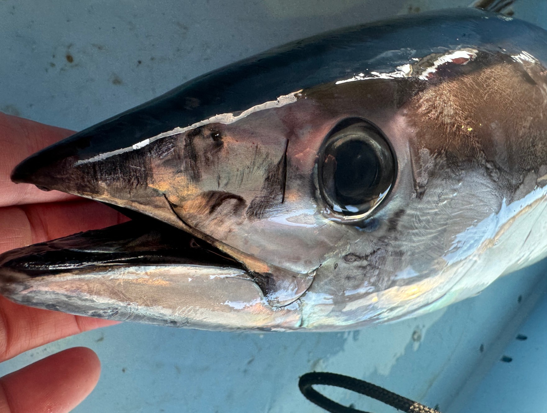 美味しいカツオの見分け方、コツの説明。釣太郎