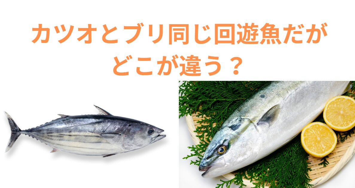 同じ回遊魚でもブリとカツオが違う。相違点のご説明。釣太郎