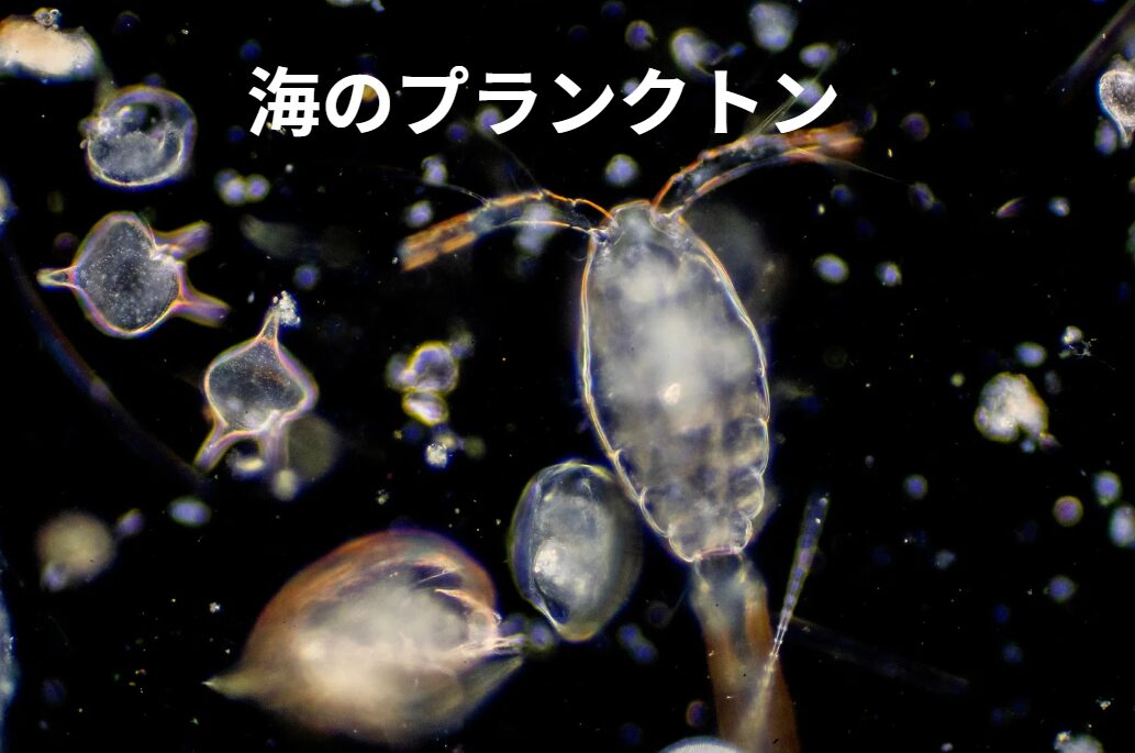 海のプランクトンについてのご説明。釣太郎